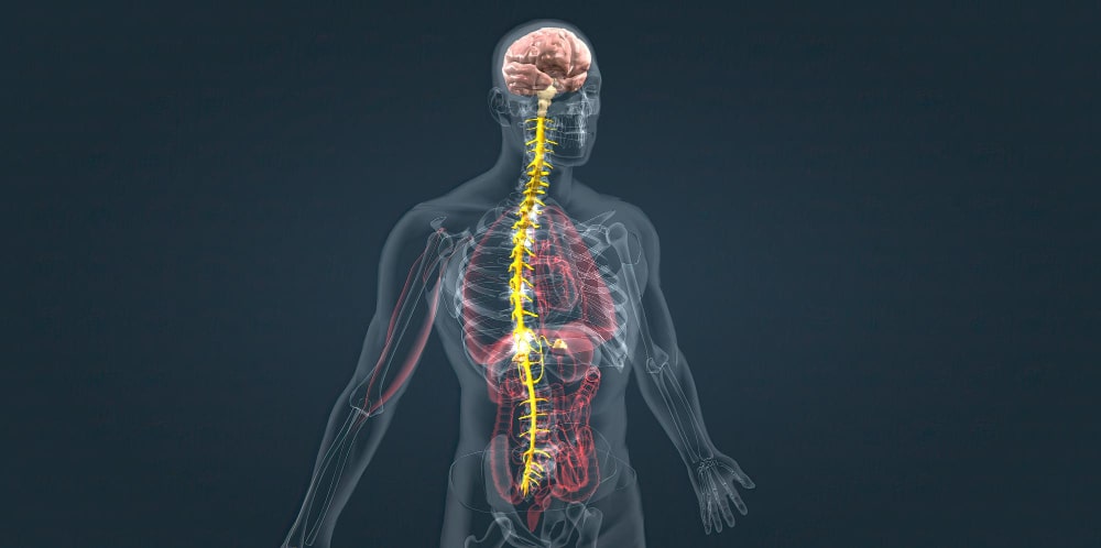 cbd y homeostasis