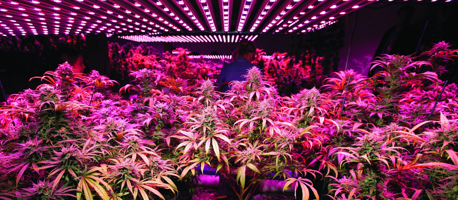 led cannabis