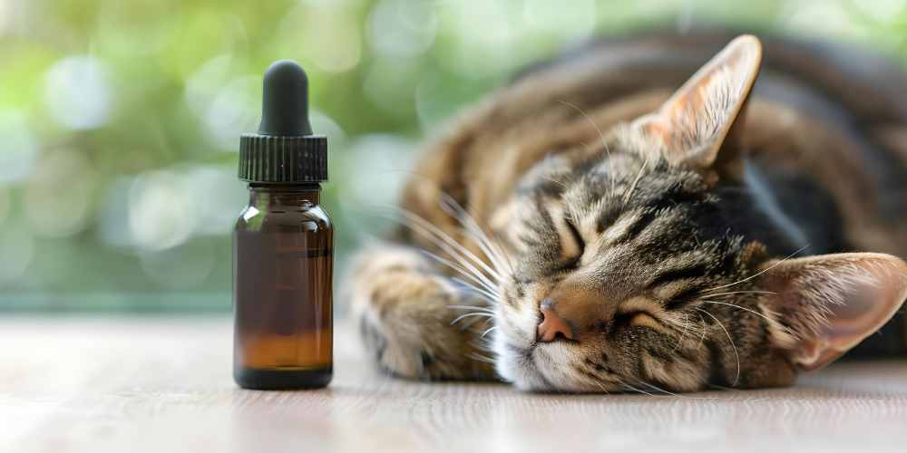 CBD para gatos