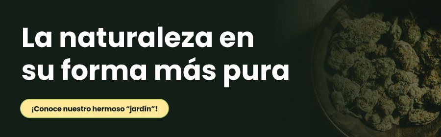 flores cbd v2