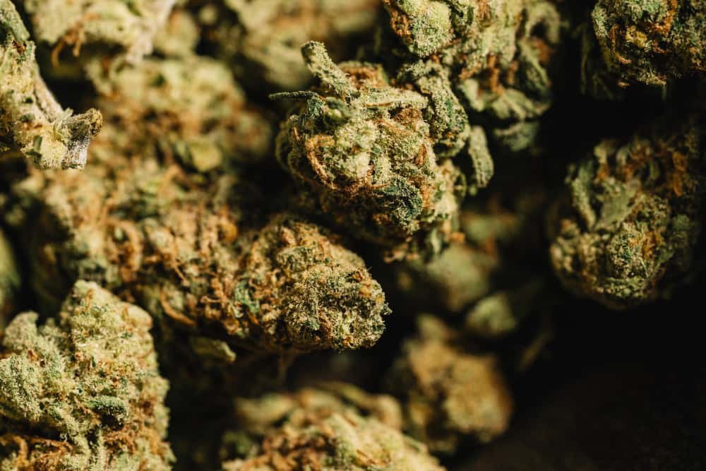 flores cbd green house