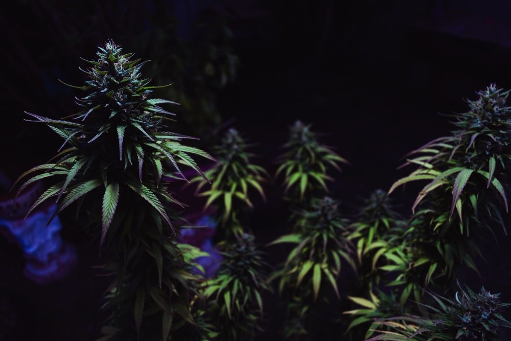 flores de cbd
