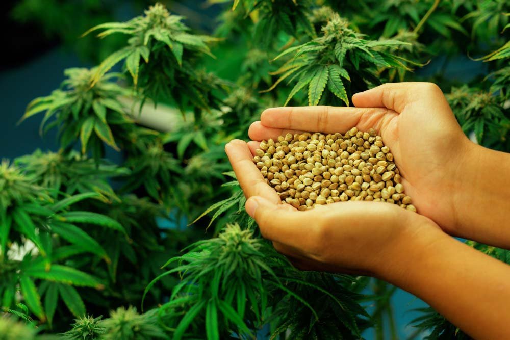 semillas de cbd