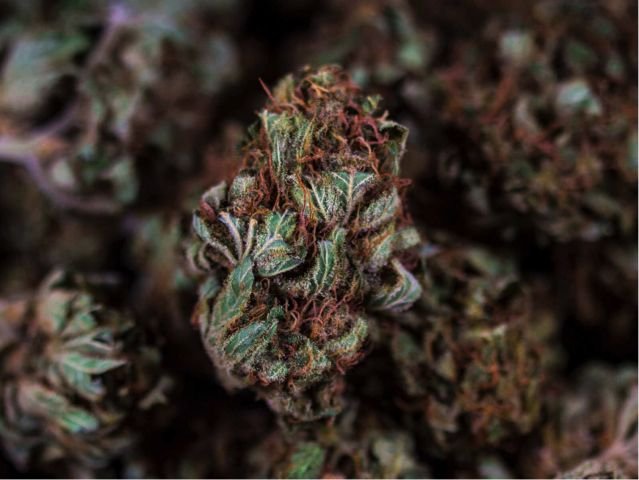 Flor de CBD Pequeno compressed