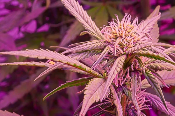cbd flores