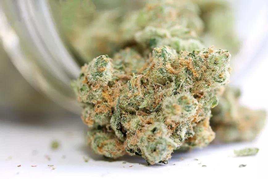 cbd hhx flores