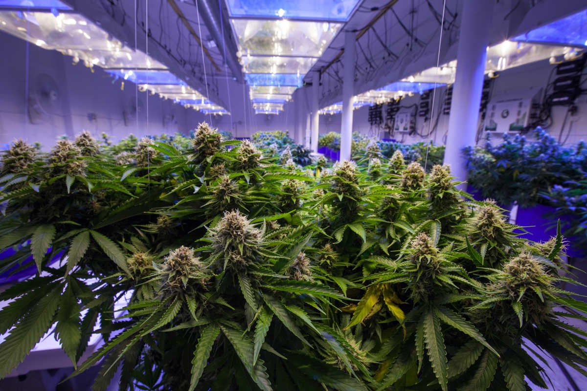 cultivo indoor maconha cannabis