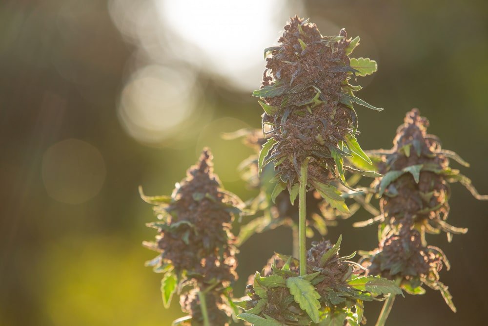 purple haze