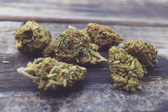 flores cbd cbd cbd